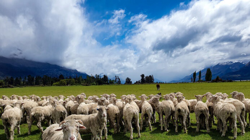 Herding-Sheep